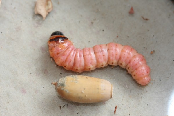 Da identificare(larva)